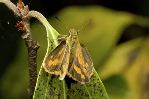 Hesperiidae: Yellow-banded dart butterfly