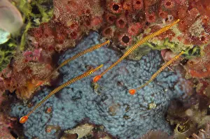 Pipefish: Yellow-banded pipefish, Yellow-banded pipefish