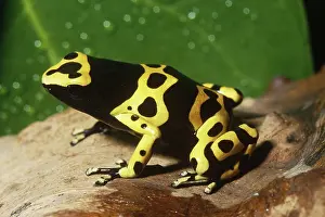 Arrow: Yellow-banded Poison Arrow Frog