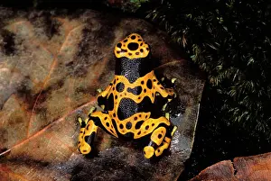 Leucomelas: Yellow-banded Poison Arrow / Poison Dart Frog