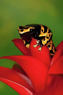 Bumble: Yellow-banded Poison Dart Frog