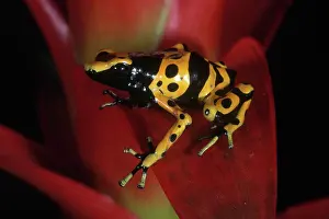 Dendrobatid: Yellow-banded Poison Dart Frog