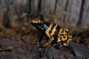 Dendrobatid: Yellow-banded Poison Dart Frog