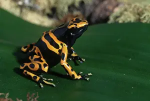 Dendrobatid: Yellow-banded Poison Dart Frog
