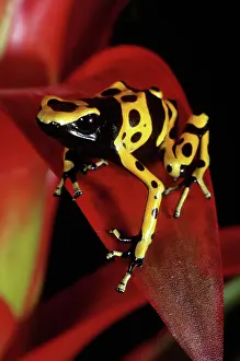 Bromeliad: Yellow-banded Poison Dart Frog