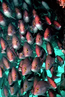 Lutjanus: Yellow-banded SNAPPER / Sea Perch / Hussar - school