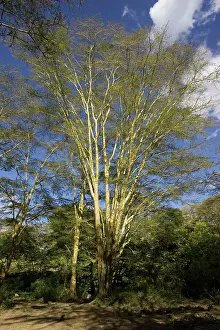 Acacias: Yellow-barked Acacia or Fever Trees at Mzima Springs