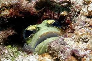 Jawfish: Yellow Barred Jaw Fish
