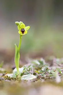 Lutea: Yellow Bee Orchid