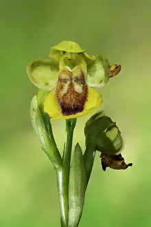 Lutea: Yellow Bee Orchid (Ophrys lutea lutea), flower