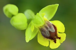 Lutea: Yellow Bee Orchid / Yellow Ophrys - close up