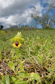 Lutea: Yellow Bee Orchid / Yellow Ophrys - in habitat