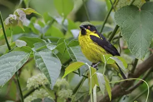 Peruvian: Yellow-bellied Dacnis (Dacnis flaviventer) perched on a branch in Manu National Park