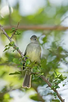 Tobago: Yellow-bellied Elaenia - sitting on branch