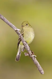 Empidonax: Yellow-bellied Flycatcher