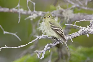 Empidonax: Yellow-bellied Flycatcher