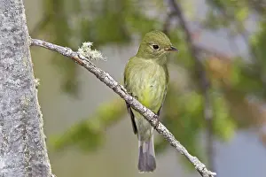 Empidonax: Yellow-bellied Flycatcher