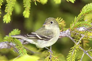 Empidonax: Yellow-bellied Flycatcher