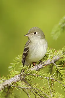 Empidonax: Yellow-bellied Flycatcher
