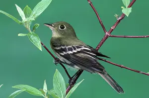 Tyrant: Yellow-bellied Flycatcher
