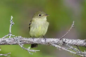 Empidonax: Yellow-bellied Flycatcher - spring
