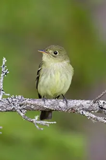 Empidonax: Yellow-bellied Flycatcher - spring