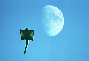 Petaurus: Yellow-bellied Glider - Gliding in front of moon