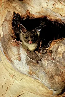 Petaurus: Yellow-bellied Glider - In hollow of tree