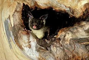 Petaurus: Yellow-bellied Glider - In hollow of tree