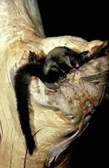 Petaurus: Yellow-bellied glider (Petaurus australis) at entrance