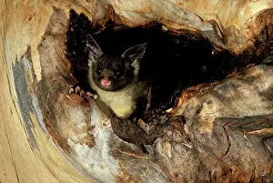 Petaurus: Yellow-bellied glider (Petaurus australis) in hollow