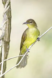 Searching: Yellow-bellied greenbul (Chlorocichla flaviventris)