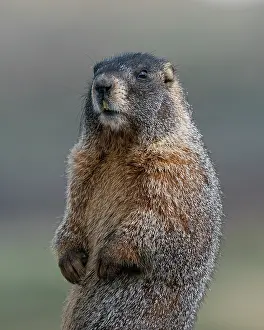Basin: Yellow-bellied marmot at attention, Mount Evans