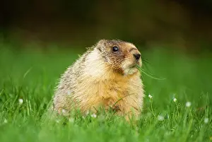 Marmot: Yellow-bellied marmot, Marmota flaviventris