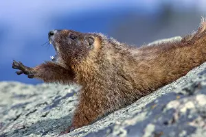 Marmot: Yellow-bellied marmot (Marmota flaviventris) yawning