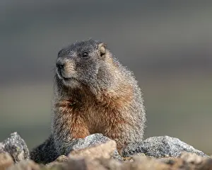Basin: Yellow-bellied marmot, Mount Evans Wilderness, Colorado