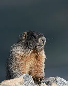 Basin: Yellow-bellied marmot, Mount Evans Wilderness, Colorado