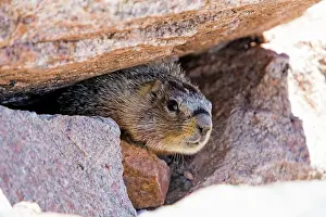 Flaviventris: Yellow-bellied Marmot - peering out of boulders