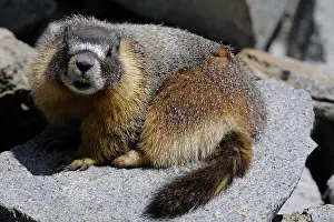 Marmot: Yellow-bellied Marmot - Yellow-bellied Marmot laying