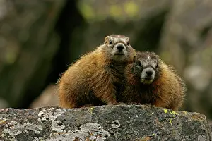 Flaviventris: Yellow-bellied Marmots - Young