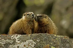 Flaviventris: Yellow-bellied Marmots - Young