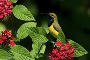 Sunbirds: Yellow-bellied / Olive-backed Sunbird