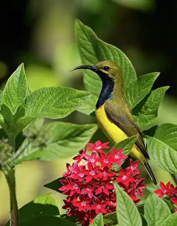 Sunbirds: Yellow-bellied / Olive-backed Sunbird