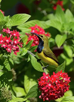 Sunbirds: Yellow-bellied / Olive-backed Sunbird