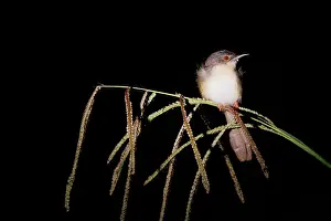 Sabah: yellow-bellied prinia