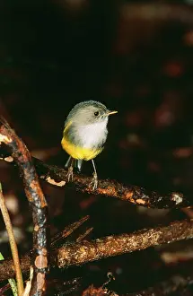 Eopsaltria: Yellow-bellied ROBIN - perched