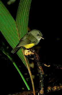 Eopsaltria: Yellow-bellied Robin - Perched on branch