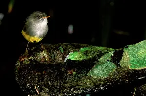 Eopsaltria: Yellow-bellied Robin - Perched on log