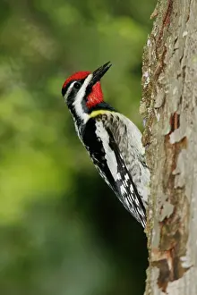 Sphyrapicus: Yellow-bellied Sapsucker