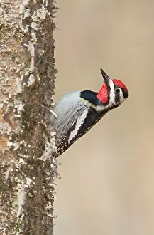 Sphyrapicus: Yellow-bellied Sapsucker